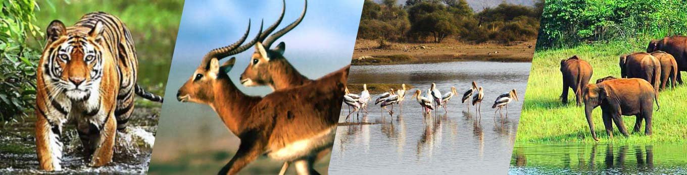 Wildlife Holiday Packages in Germany